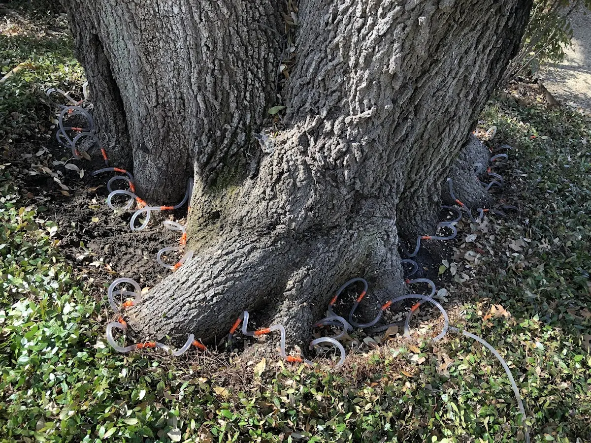 Detailed Tree Cabling and Bracing job site in Happy Jack